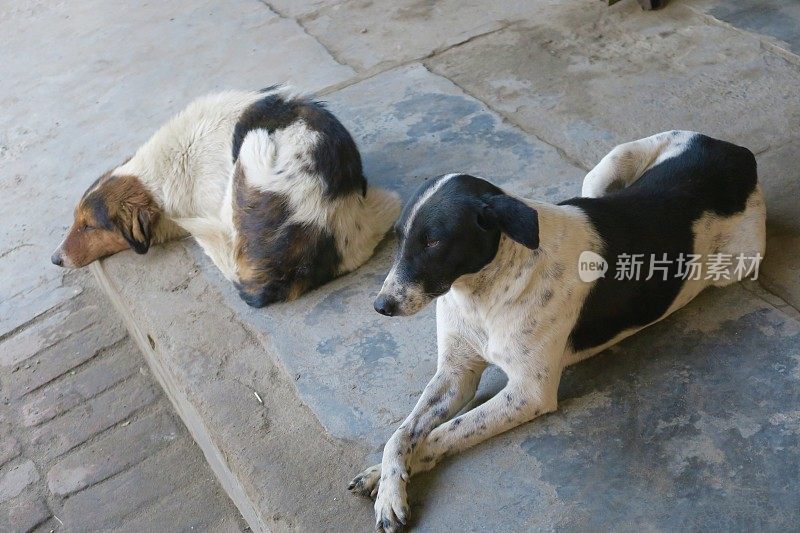 印度德里街头流浪狗的图片，棕色、黑色和白色的狗/杂种狗